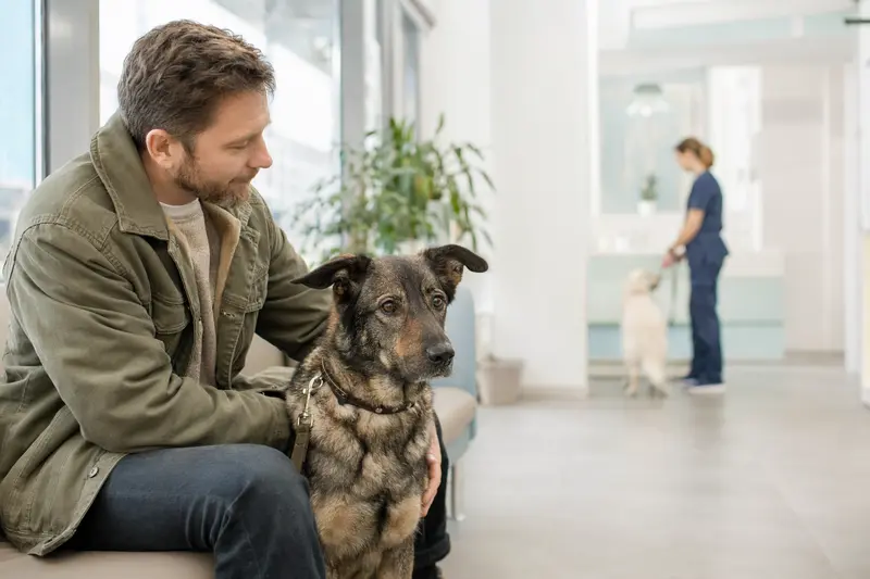 Ein Illyrischer Schäferhund sitzt ruhig neben seinem Besitzer im Wartezimmer einer modernen Tierarztpraxis.